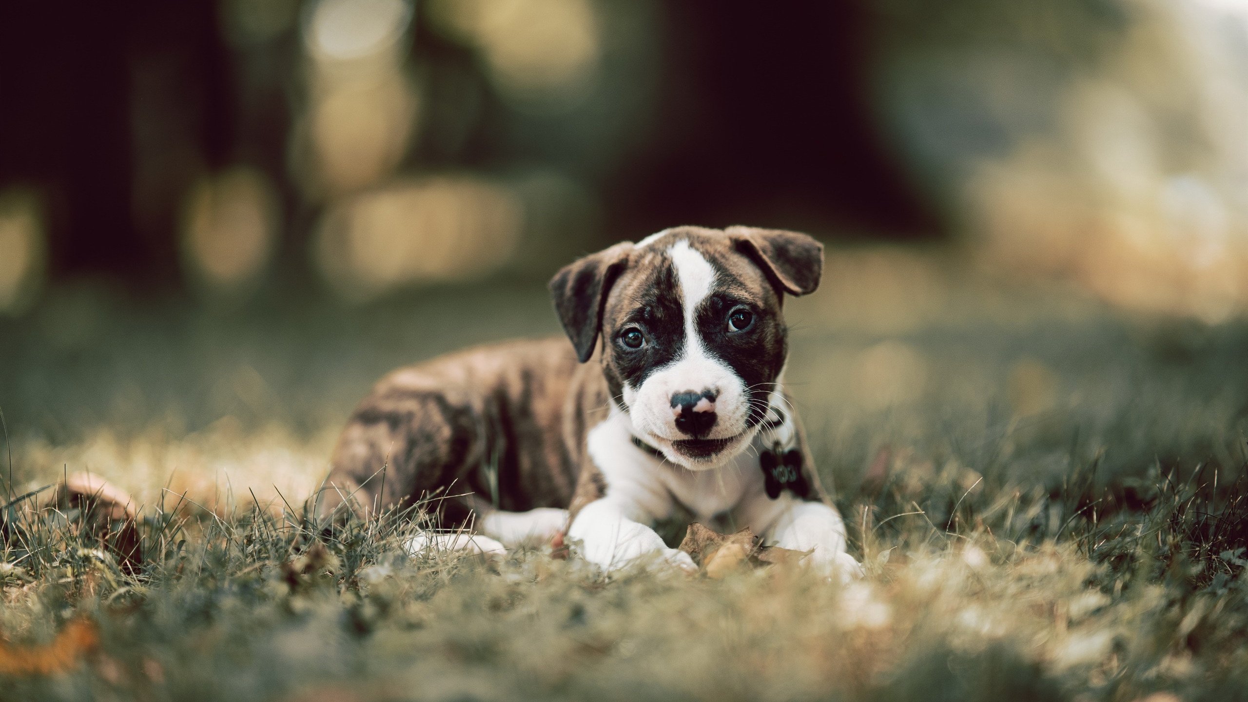 开云体育APP下载-铁蹄碾过绿茵场，丹麦维京战吼踏平尼日利亚绿鹰