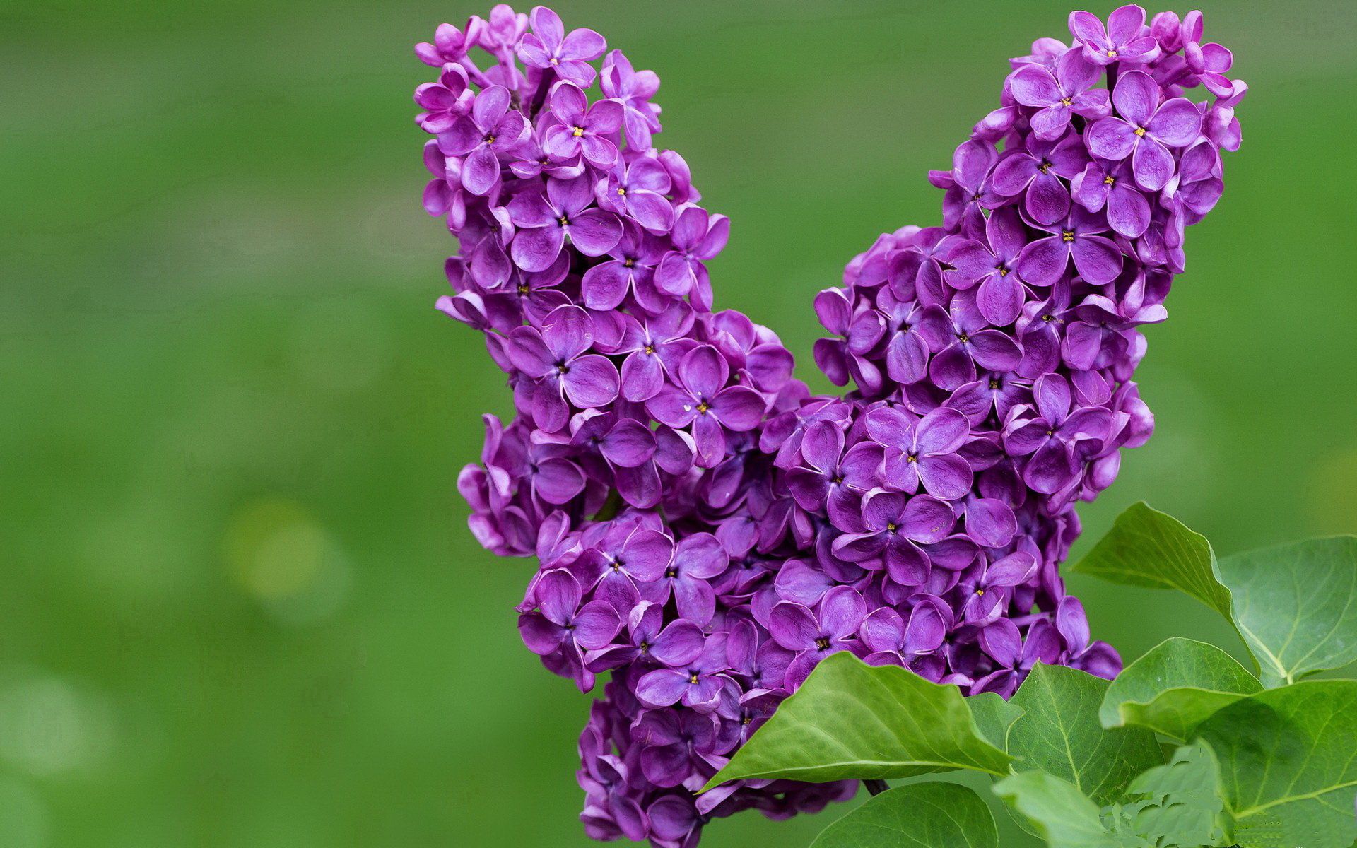 东决死斗夜,字母哥觉醒制胜一击