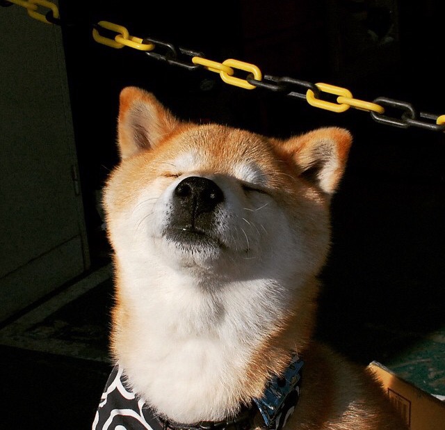 布伦森，攻防转换发动机，奇才体系在他面前崩塌