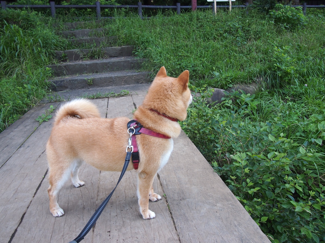 草蛇灰线，文班亚马在东方长城与绿色巨兽夹缝中苏醒