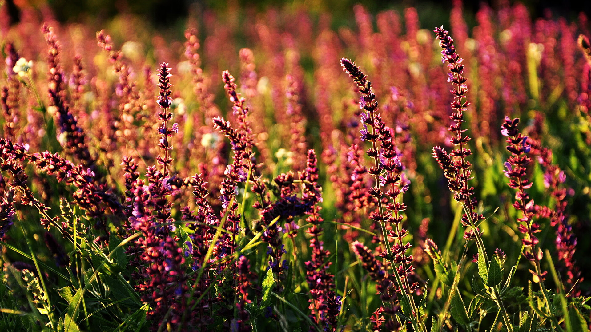 开云体育入口-黄喜灿的极速争冠夜，当足球锋线狂飙F1赛道