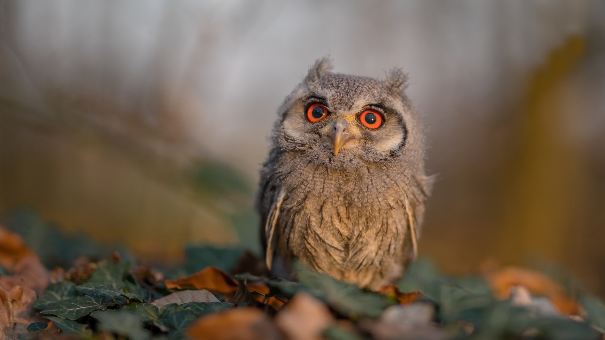 开云体育APP下载-橙色郁金香垂首时，大场面先生于暗夜中加冕