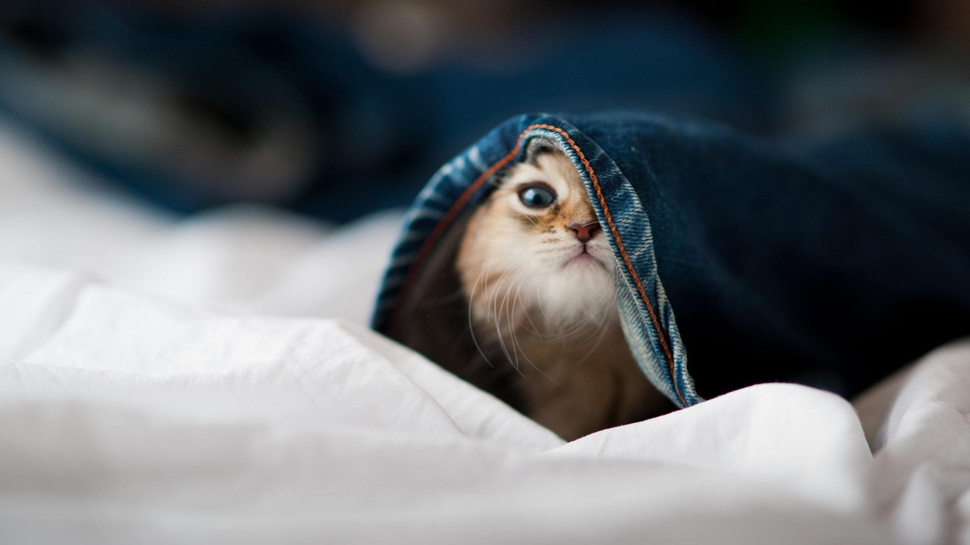 开云体育app-战火淬炼的钢铁意志，乌克兰单节闪电战击溃埃及，美加墨世界杯见证东欧铁骑崛起