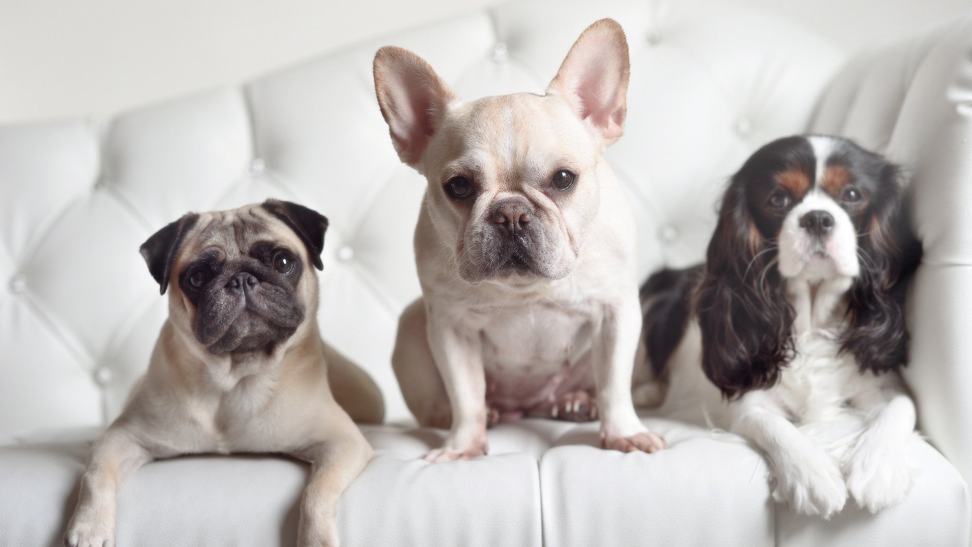 开云体育入口-艺术与工业，约基奇的全面统治与活塞的团队碾压