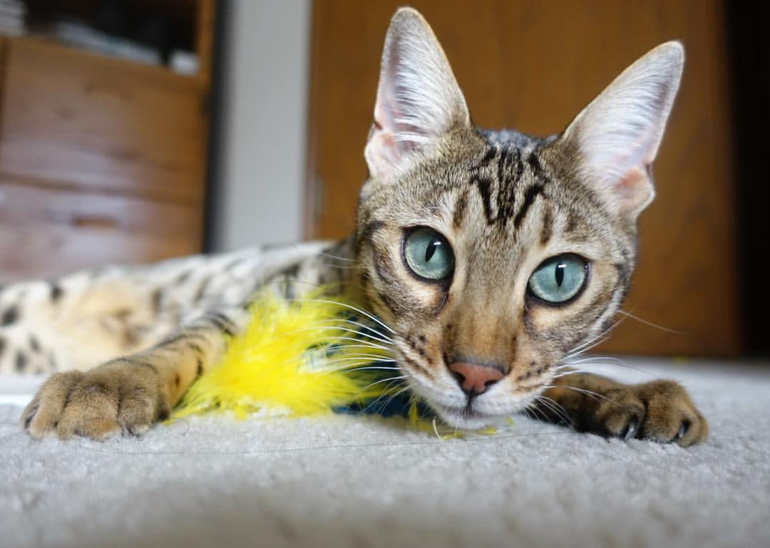 冰与火之歌，广东大胜与爱德华兹纪录夜 平行世界的竞技极光