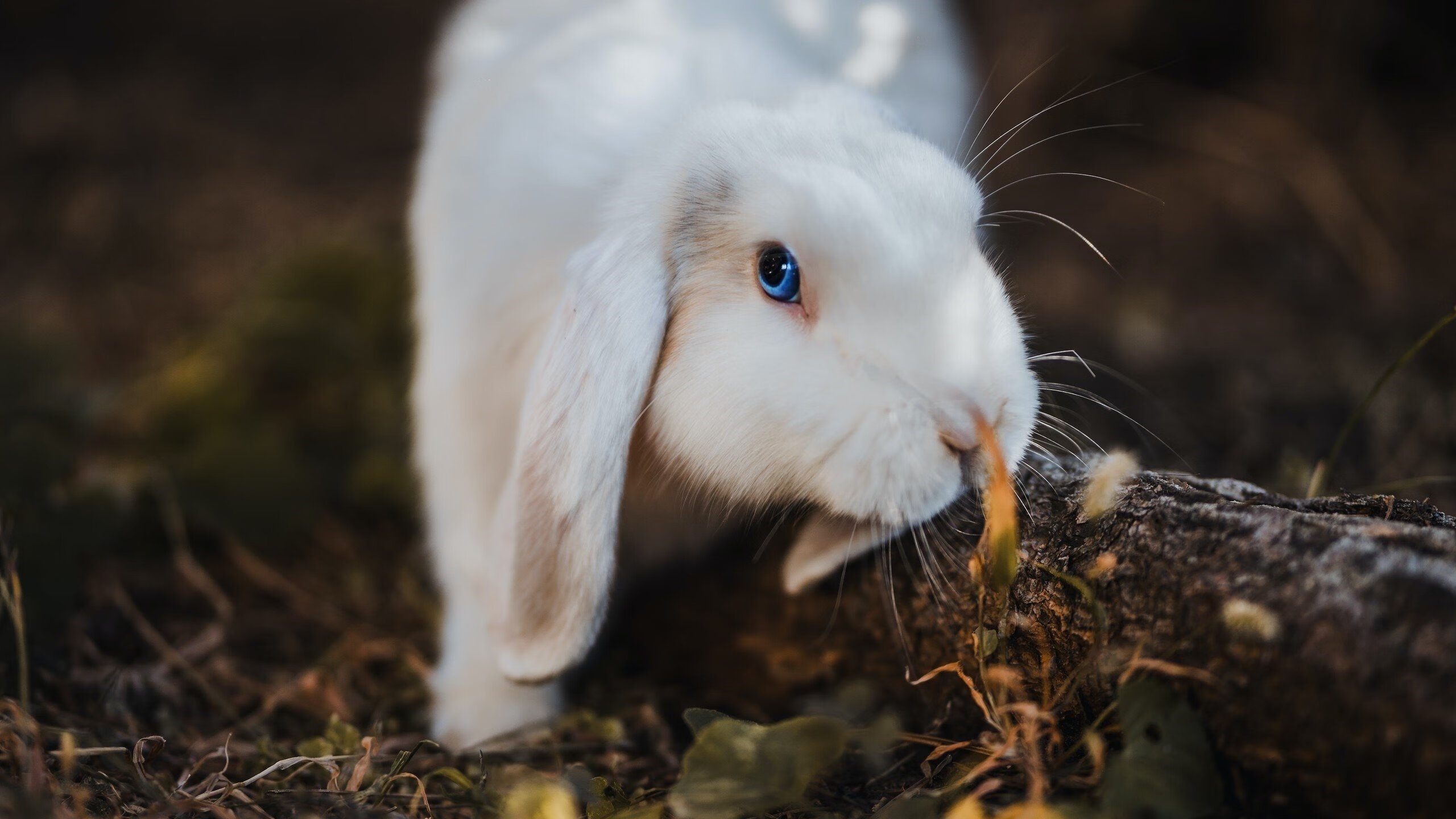 开云体育入口-终场哨响前的血色黎明，法比尼奥，马拉喀什夜幕下的绝命指挥官