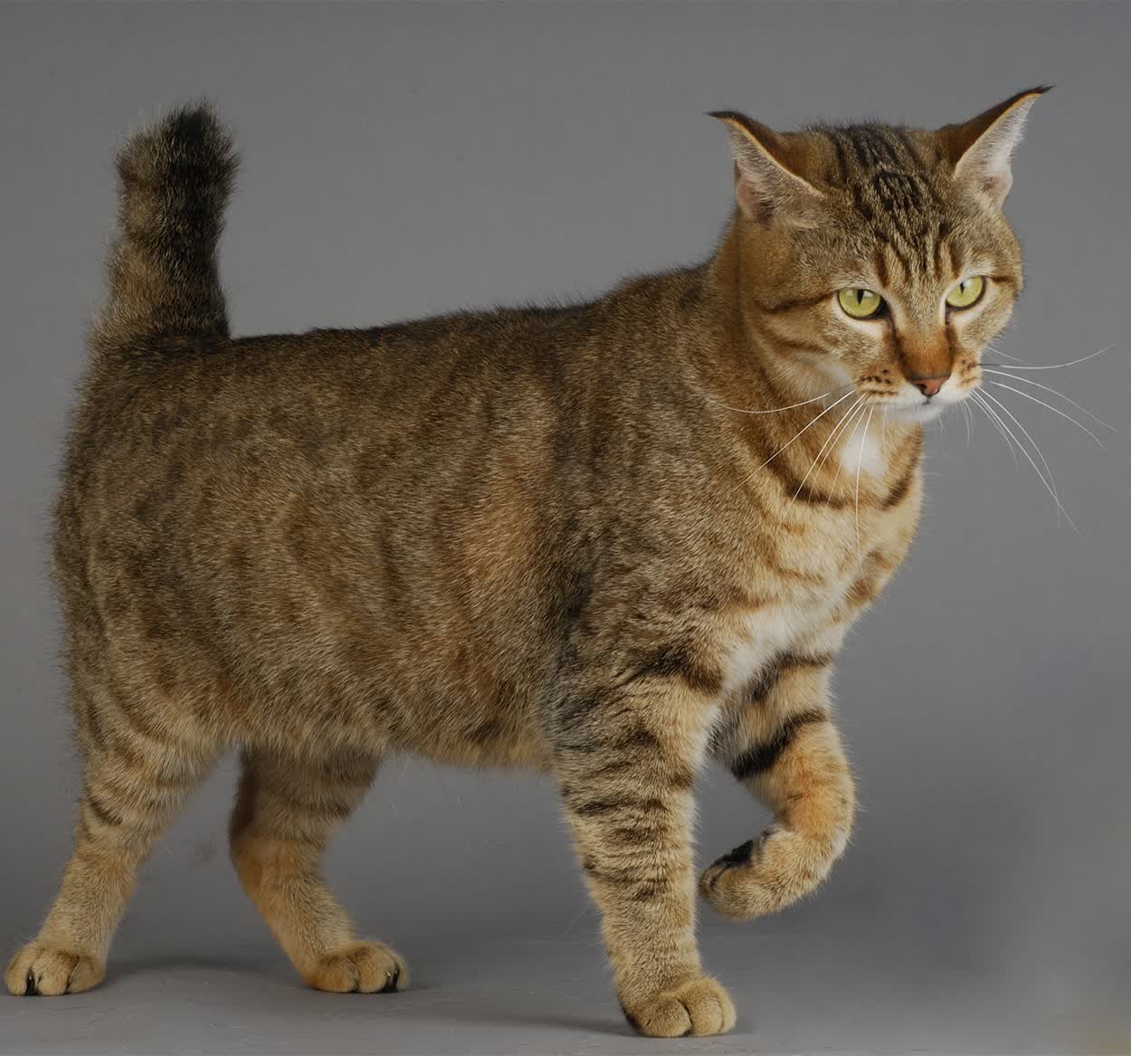 魔方旋转,范弗利特完美拼图击溃深圳